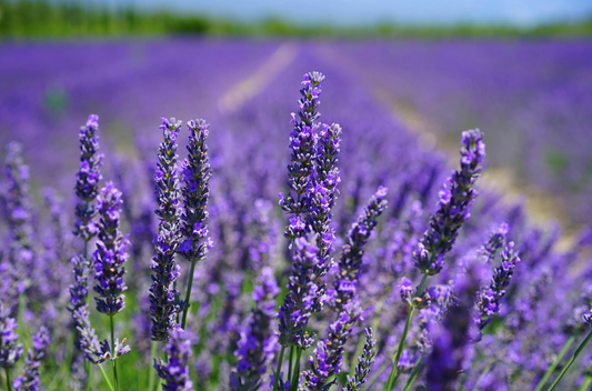 Lavender Body Cream